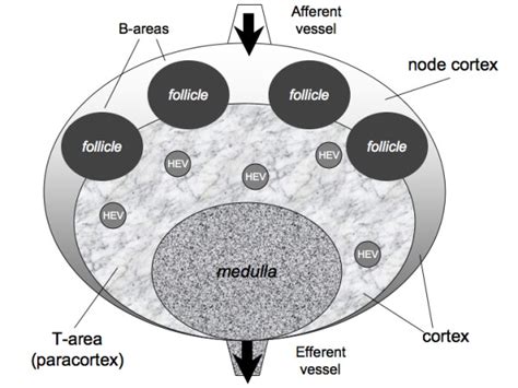 schematic representation   lymph node internal architecture