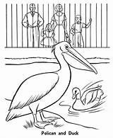Zoo Birds Pelican Animals Duck Coloringhome sketch template