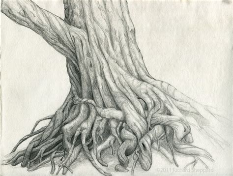 tree roots drawing  getdrawings