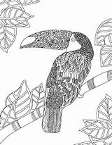 Adult Coloring Toucan Printable Coloringbay Pages sketch template