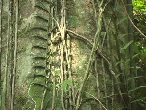 philippines jungle tree  vines stock footage video  royalty   shutterstock
