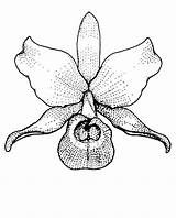 Guaria Morada Cattleya Skinneri Orquideas Diseños Simbolos Nacionales Guarianthe Orquídeas Telas Plants Xiomara Uci sketch template