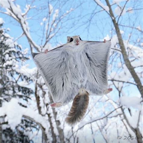 flying squirrel animal photography cute animals nature animals