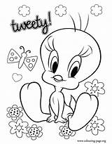 Tweety Coloring Pages Bird Baby Popular Library Clipart sketch template