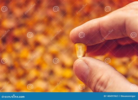 single corn seed kernel  farmers hand stock photo image