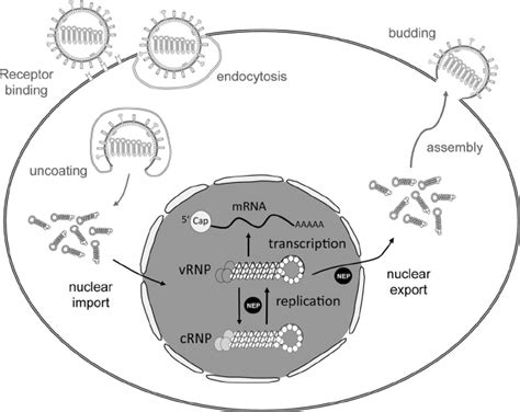 Illustration Of The Influenza A Virus Replication Cycle Influenza A
