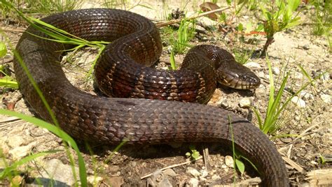 water snakes invading california threaten native species kqed