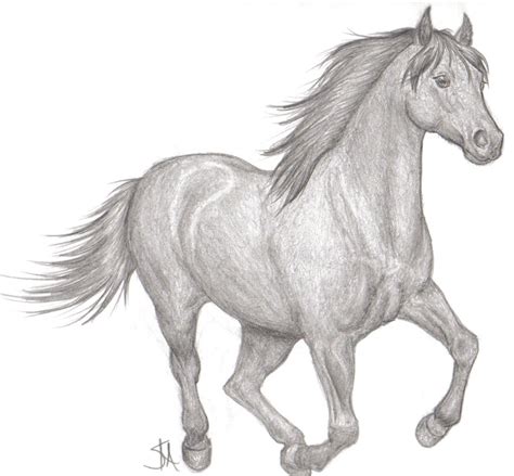 horse pencil drawing  paintingvalleycom explore collection