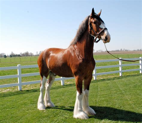 clydesdale breeders   usa national clydesdale sale clydesdale