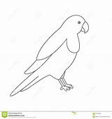 Parrot Coloring Book Vector Line Illustration Preview sketch template