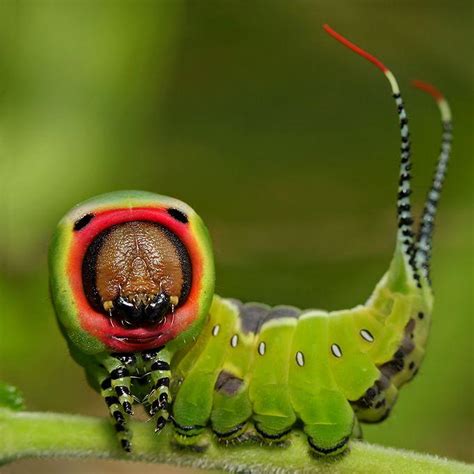 amazing close    insects