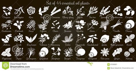 big set of 44 flat style essential oil plants white silhouettes on