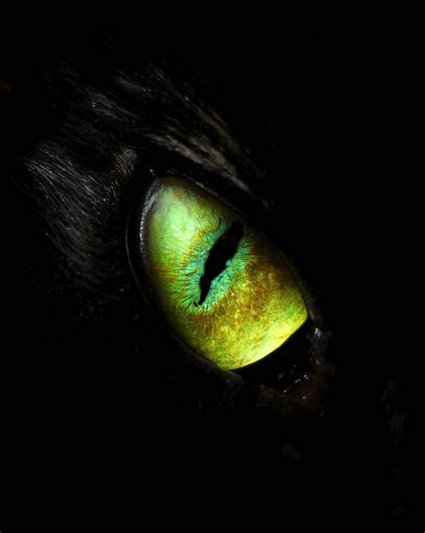 cat eye animated ] by hetorakelt on deviantart