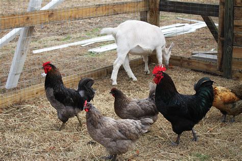 chickens and goat photograph by carolyn ricks fine art america