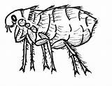 Flea Drawing Fleas Getdrawings sketch template