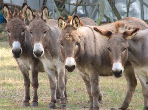 miniature donkeys rocking    ranch