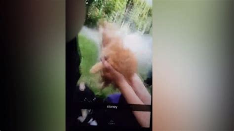spca investigating videos showing teens blowing bong smoke into kitten s face ctv news