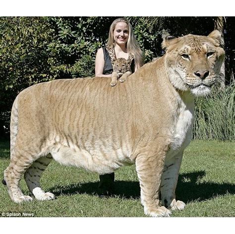 26 best lion tiger sex liger images on pinterest free download nude