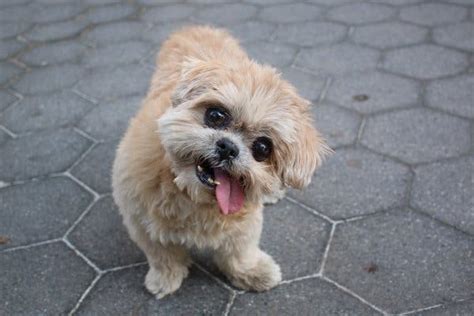 Marnie Shih Tzu Who Charmed Instagram With Her Lolling Tongue Dies At
