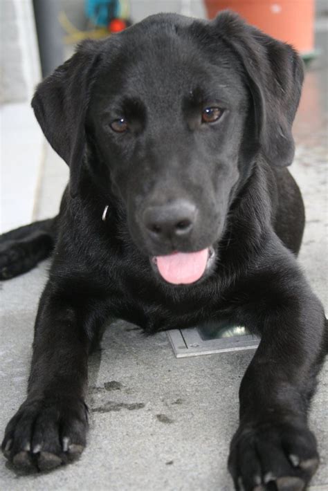 black labrador puppy cute dog labradorretriever black labrador