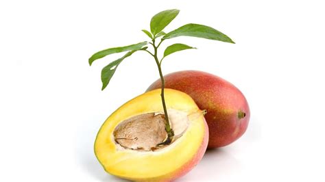 How To Grow Mango Tree From Seed Faster Growing Mango