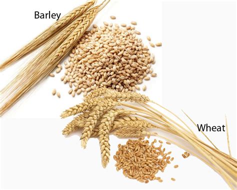 barley  wheat thosefoodscom