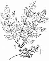 Poison Sumac Ivy Drawing Leaf Toxicodendron Vernix Helpful Illustrated Guide Getdrawings Tattoo Plant Drawings sketch template