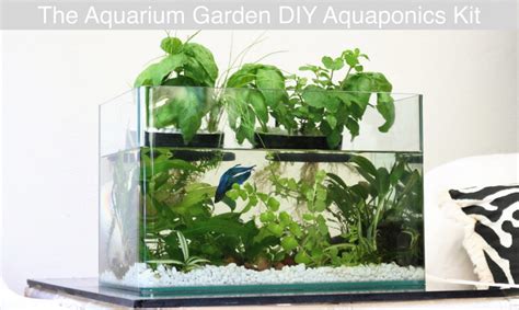 aquarium garden transforms  fish tank   lush