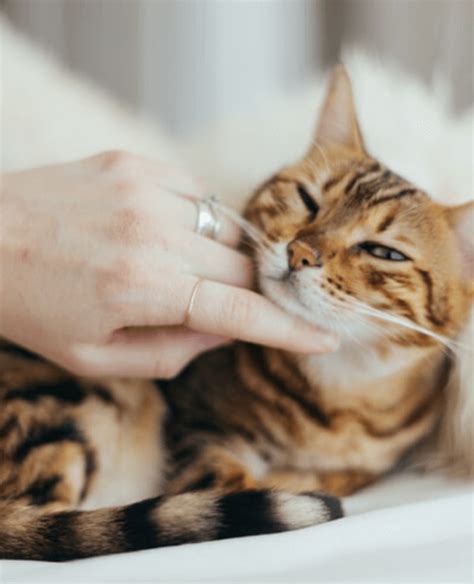 cat clingy  pet blog