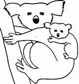 Koala Coloring Pages Koalas Color Baby Animal Sheet Bear Animals Kids Printable Drawing Print Panda Wombat Getdrawings Clipart Popular sketch template