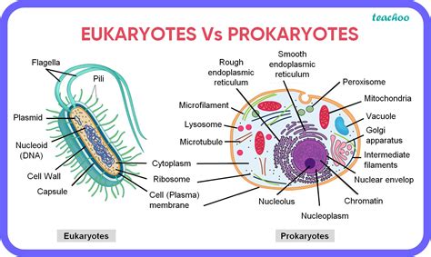 eukaryotic  prokaryotic cells
