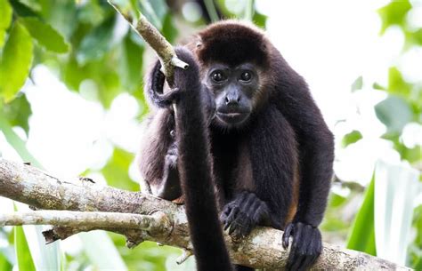 rainforest monkeys  ecuador capuchins howlers  spider monkeys