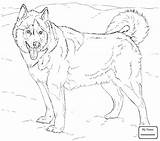 Coloring Pages Akita Getcolorings Homely Printable Color sketch template