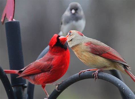 cardinals flickr photo sharing