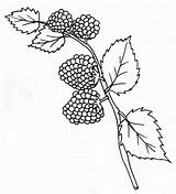 Lamponi Lampone Framboise Frutta Frambuesas Frambuesa Alimentation Invernale Raspberries Mures Kiwi sketch template