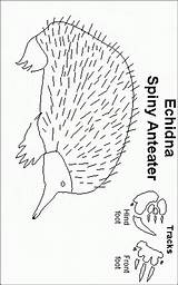 Echidna Coloring Pages Color Printable Animals Sheet 600px 33kb sketch template