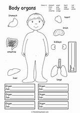 Organs Body Tes Pdf Resource Teaching Preview Resources sketch template