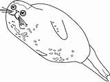 Seal Coloring Harbor Big Seals Drawings sketch template