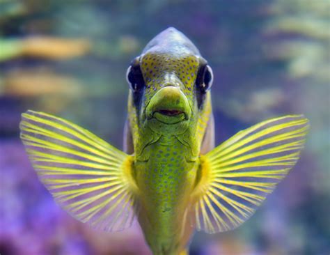 top   exotic aquarium fish   world animal hype