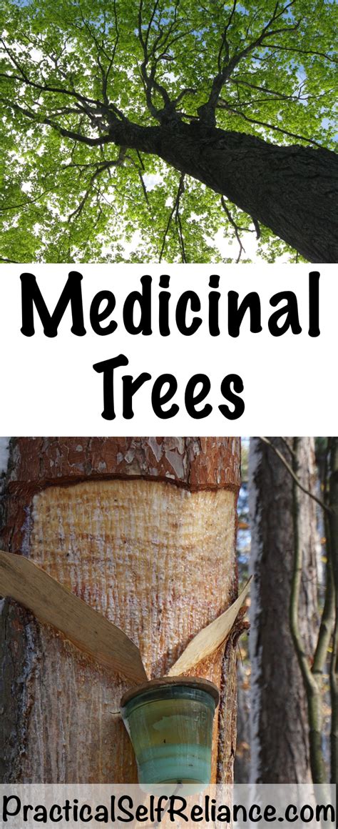 medicinal trees   herbal medicine chest