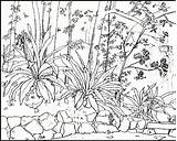 Nature Adults Printable Coloring Pages Scenes Adult Waterfall Kids Rainforest Print Pdf Color Drawing Natur Country Getcolorings Template Sketch Getdrawings sketch template