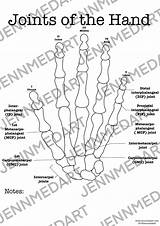 Coloring Anatomy Hand Jennifer Medical Contact Shop Joints sketch template