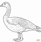 Goose Wild Coloring Canada Nene Pages Printable sketch template