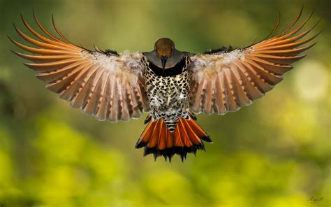 animals birds wings feathers flight fly macro motion wallpapers