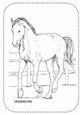 Cavalos Cavalo Realista sketch template