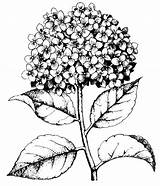 Hydrangea Coloring Hydrangeas Stamp Mounted sketch template