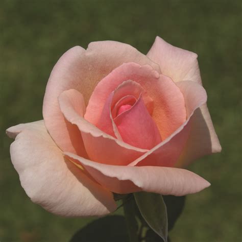 rose celeste ludwig s roses