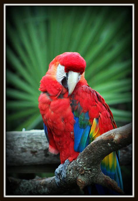 jungle parrot photograph  donald hill pixels