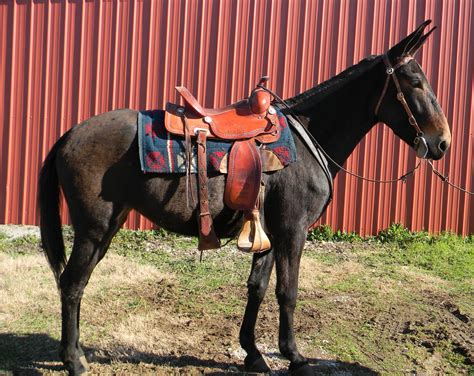 dreamed  owning  trail riding mule