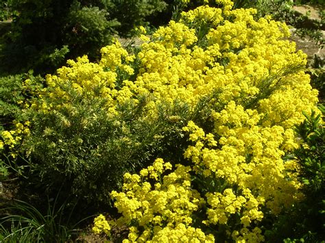 images flower produce evergreen botany yellow flora shrub